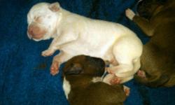BORN JULY 13, 2011- WILL BE READY SEPT, 1, 2011 FEMALES $500 AND MALES $400.. Puppies are still young. Puppies have seen a vet. I have 4 males and 3 females available. Tails and dewclaws are removed and FIRST OF SET OT SHOTS. MOM AND DAD ON SITE. Deposit