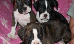 8 weeks old male and female brindle, reverse brindle and sealed brindle registered boxer pups ready to go. Come with papers 1st shots wormed tails docked dewclaws removed gorgeous euro build parents these pups are raised in our home..... serious inq. only