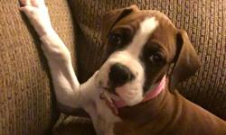 Female boxer pup for sale to go to good home, her name is sofie. &nbsp;Sofie&nbsp;is 10 weeks old, her dewclaws and her tail were removed. &nbsp;She is a cute sweet loving and already loyal puppy. &nbsp;She loves to be held but is also fine on her own and