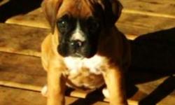 Female Boxer puppy. AKC/ CKC . Classic fawn with white markings. $350. For more info call or text me at 512-445-2911 email dat_mule@yahoo.com Pictures of parents are available upon request.