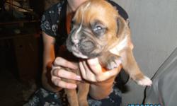 &nbsp;
&nbsp;
boxer pups akc reg for sale $575, taking deposits now call -- fawns and brindles parents on site dews and tails done