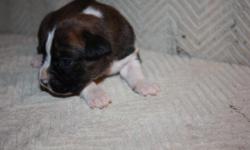 AKC Boxer Pups with championship bloodlines. 3 females and 1 male. Reverse brindles and fawns. Tails docked and dew claws removed. Great personalities; loyal, family dogs; athletic ability; very healthy. Located in S. AL near Enterprise. 3 weeks old;