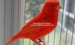 This one has been exalted as the most beautiful red canary in the aviary. &nbsp;His astonishing bright red plumage can only be found here with his impressive structure and form. &nbsp;He is a fascinating bird to watch singing his song to all the girls.