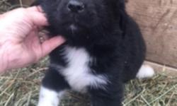 Hi there! I'm Bridget,&nbsp;&nbsp;the endearing black and white female Australian Shepherd / Newfoundland mix.I like hearing that I am a dolly baby! They're asking $750.00 for me.&nbsp;I was born on June 15, 2016.&nbsp;&nbsp;I'll come with my shots and