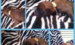 Eight Boxer puppies will be ready for loving homes on March 27, 2014. All puppies have docked tails and dew claws removed and will come with health certificates. Both mother and father are AKC registered and will be on site. Puppies were born between
