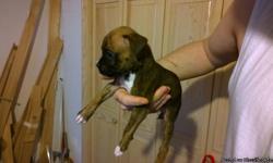 6 week old boxer puppies. Registered, first shots, tail and dew claws. Brindle white or black mask. Super cute.