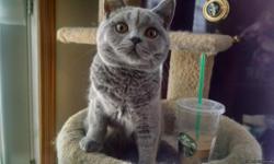 Blue male British shorthair. 7 months old. CFA registered with Grand Champion lines. Very calm and friendly. Portland, Oregon local pick up. Can deliver if within driving distance or by in cabin pet delivery service. Email or call.