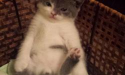 British Shorthair Kitten Blue & White Bi-Color&nbsp; Male
Born 10/21/13, CFA Registered, Grand Champion Sired
"This litte guy is sooo loving & sweet; He loves to be snuggled!"
Ready before Christmas
Accepting Holding Deposits
$700.
Please Note: Parents