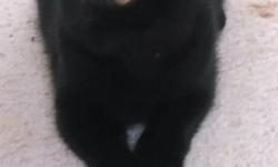 I have two beautiful black male CFA Registered British Shorthair Kittens for sale. They're the sons of my champion "Cobby" and from Europen Bloodlines.&nbsp; They are 11 weeks old and&nbsp;have&nbsp;beautiful temperments, coats and confirmation.&nbsp; If