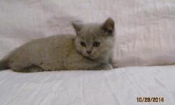 Pure bred British Shorthair kittens available for sale. &nbsp;Parents - all imported from best&nbsp; European British Shorthair catteries. Available colors: blue, lilac.
&nbsp;