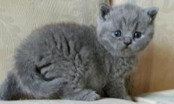 Adorable pure bred British Shorthair kittens available. Parents - &nbsp;from top European Catterirs, Champion bloodline, .