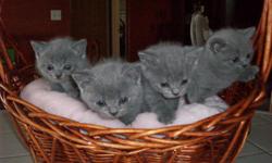 British Shorthair Kittens Blue Females Born 9/4/14 CFA Registered, Grand Champion Lines,
Very Sweet & Loving, Written Contract & Health Guarantee $800.
april@cheshirsmile.com&nbsp;&nbsp; 714-926-5930
CheshirSmile British Shorthair
www.cheshirsmile.com