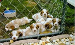 Brittany Spaniel puppies- orange and white-females and males- beautiful markings- ready New Years Day&nbsp; call after 6 pm 352-746-4901 pictures can be e-mail