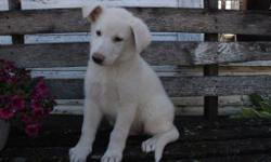Hey, I'm Bubba, the loving white male AKC German Shepherd! I was born on May 21, 2016. I can't wait to meet my new family, I hope I will have a little girl or little boy to play and bond with to! They're asking $950 for me! I'll come with shots and
