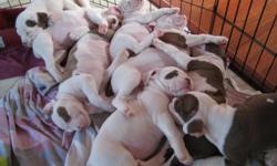 Altman White English Bulldog puppies, 6 boys and 1 girl
$700, CKC, health guarantee, tails docked and dewclaws removed, up to date on shots and worming. Born: Nov. 26th, 2010. Deposits accepted to reserve your puppy today! Call 912.663.7441.
photo of