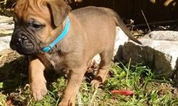 AKC Registered, Champion Blood Lines -&nbsp;Fawn & Red Bullmastiff Puppies for Sale.&nbsp;Limited Registration. Our puppies are raised with love in our home. Contract, Litter Certificate&nbsp;and a&nbsp;health guarantee come along side yor
