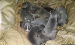 Bully blue Pitts all blue get yours now going fast 4 the price....!