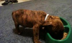 8 weeks old female bully. Eats good and very active. Looking for good home. Her dad is in the pictures.. Call --