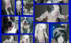 Beautiful blue nose pit bull puppies. Need to find good and loving forever homes.&nbsp; All puppies are eating dry puppy food and drinking water. Dam & Sire are very loving with wonderful temperaments and great personalities.&nbsp; Puppies have wonderful