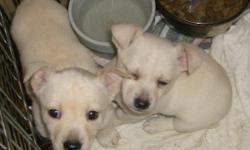 White pup female. First set of shot's and wormed. they are very playful come with puppy pack. Born Jan. 30, 2011