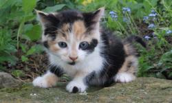 Hey There, I'm Callico! I'm just the most amazing female callico Kitten! I was born on April 7, 2016. I would be nothing with out people! Expecially children! They're the greatest! I just hope someday someone would want me! Someone who would take me to a