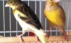 &nbsp;
Male and Female American Singer Canaries. The male canary is a great singer. Ages range from 2-years-old to 3-months-old.&nbsp;
I'm located in Chattanooga, Tennessee. Asking $55 each or your best offer.
Please call (423) 443-0241 for additional
