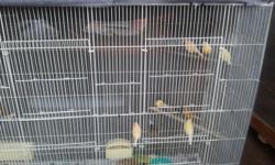 Beautiful male and female canary's many colors all singing, also i have gloster canry's.