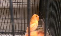 I have such a beautiful canaries red factor and mohagni and crested and American singer canary hatched 2015 very good quality intense color if any one interested feel free to call anytime 716-903-8529