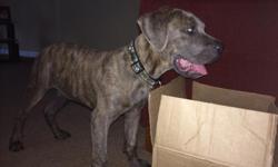 Beautiful cane corso - For sale Boy , Born january 17- microchip ready Papers -all shots up to date- really intelligent. Consider trade.