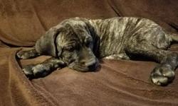 Cane Corso Italian Mastiff Puppies 12 weeks old. We have 3 males left. One full Brindle, one partial brindle and one partial brindle with white star on his chest. All pups have tails docked, dewclaws removed, first set of shots and dewormed. These are
