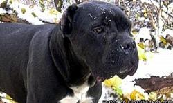 Personal protection Dog.
black female looking for a good home. ready to go as of 1/26/2011
is interested in this Cane corso Italian mastiff
or any of our cane corsos please call 269-934-5482