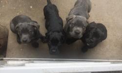 4 females available. Blue brindle, brindle, and black brindle available. Have had tails docked and dew claws removed. Hand raised in the house with constant interaction. Had regular wormings and shots.