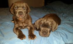 We have a litter of Cane Corso born 5/29/2016. We have males and females available. Blue, blue brindle, and Formentino colors. Puppies come with shots, wormed, health record, and registration papers. Puppies are weaned and ready for their new home. Call