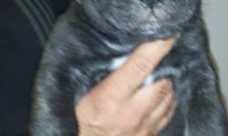 AKC and ICCF Reg Pups. Lovely babies born to Bear and Princess.
We are now Excepting deposits.
We have black and brinble. Tails and dew claws removed. for more inf. please call or text/720-323-8020