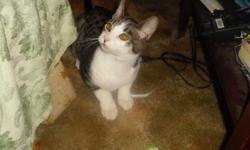 cat is boy he is 6mo old he looking good home