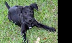 Feliciana Animal Welfare Society has up for adoption: Magoo is ready for his new forever family!!!&nbsp; This playful baby boy loves other animals, humans, even kids.&nbsp; His favorite passtime is to hang out under a shade tree and enjoy a chew toy or