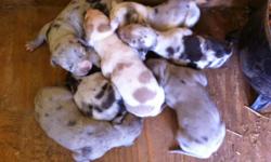 Nalc registered catahoula pups.$400.00each. Pure bred catahoula leopards. please research breed before inquiring. Born 6/6/2014. Dam and sire on sight to view. Deposits being taken. Serious callers only...1-270-791-9072. Ky.