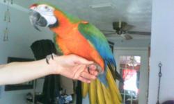 Beautiful Catalina Macaw approximately 8 Years old. &nbsp;Price includes cage and his little Friend ~ a Quaker Parrot the same age, also with cage. &nbsp;Both Talk and are Friendly, I have had Bo (the Catalina) since he was a Baby..I hand fed him, &nbsp;I