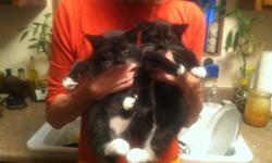 Three beautifull male kittens, 3 mo old&nbsp;available free for a good home.
Love to play. Love to be pet.