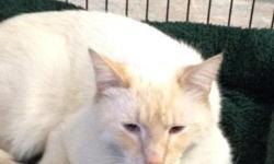 "Merlin" is a&nbsp;Male Flame Point Siamese/Tonkinese Mix Cat approximately 3 years old shy with strangers but very loving once bonded. Owners son had to move back home he has severe allergies to cats so she had to give up this wonderful cat.
"Chocolate