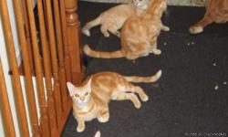 our cats need , a lovley home there are between 1- 2 years old. We have to give them away( cause of my health). please call: or e mail us( elke.norton@aol.com