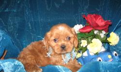 1 Male and 1 Female Cavachon (Cavalier King Charles/BichonÂ­Â­) born on 4-2-11. UTD on shots and comes with a health warranty.
For More Info
Call/Text: 262-994-3007Â­Â­Â­Â­Â­Â­Â­
** Credit Cards Accepted (Visa/MasterCardÂ­Â­Â­Â­Â­Â­Â­Â­Â­Â­)
*Â­Â­* Financing Available
**