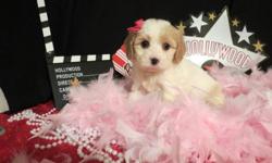 Beautiful nonshedding Cavachon puppies available by Three Oaks Farm. Our gorgeous Cavachons and Bichon Frise puppies are raised in our home where they get one on one care. They are potty training,crate training ,up to date on vaccinations,dewormed,vet