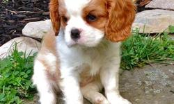 Cavalier King Charles Spaniel Puppies for sale,please do send me email or text me at&nbsp;() -.