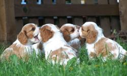 Country River Cavaliers strives to breed healthy, high quality Cavalier King Charles Spaniels for the purpose of&nbsp; becoming the next member of your family.&nbsp; Our puppies are raised in our loving home and are well socialized.&nbsp; We handle our