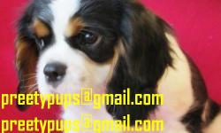 Cavalier King Charles Spaniel Puppies For Sale.All puppies leave me almost fully house trained to grass mat toilets, so all the hard work FOR MY&nbsp; Puppies For Sale. All puppies leave me almost fully house trained to grass mat toilets, so all the hard