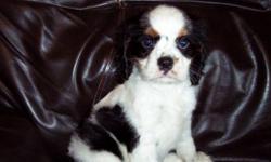 1 Male Cavalier King Charles Spaniel born on 4-18-11. UTD on shots and comes with a health warranty.
For More Info
Call/Text: 262-994-3007Â­Â­Â­Â­
** Credit Cards Accepted (Visa/MasterCardÂ­Â­Â­Â­Â­Â­Â­Â­Â­Â­Â­Â­Â­)Â­Â­
*Â­Â­* Financing Available
** Shipping Available
**