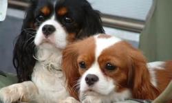 We have one female and four male Cavaliers that will be ready to go to their forever homes mid-June. One male is blenheim like his mother, the other four are tricolor like their father. Cavaliers that are not nearly as beautiful as these are selling for