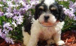 1 Male Cavapoo (Cavalier King Charles/Toy Poodle) born on 3-7-11. UTD on shots and comes with a health warranty.
For More Info
Call/Text: 262-994-3007Â­Â­Â­
** Credit Cards Accepted (Visa/MasterCardÂ­Â­Â­Â­Â­Â­)
*Â­Â­* Financing Available
** Shipping Available