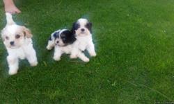 2 cavapoos 1 boy 1 girl available 6615652886 vaccination giving all ready 8 weeks old looking for good homes